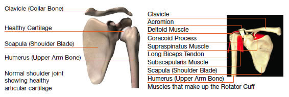 The shoulder blade or scapula is one of two bones that make up the shoulder  girdle.